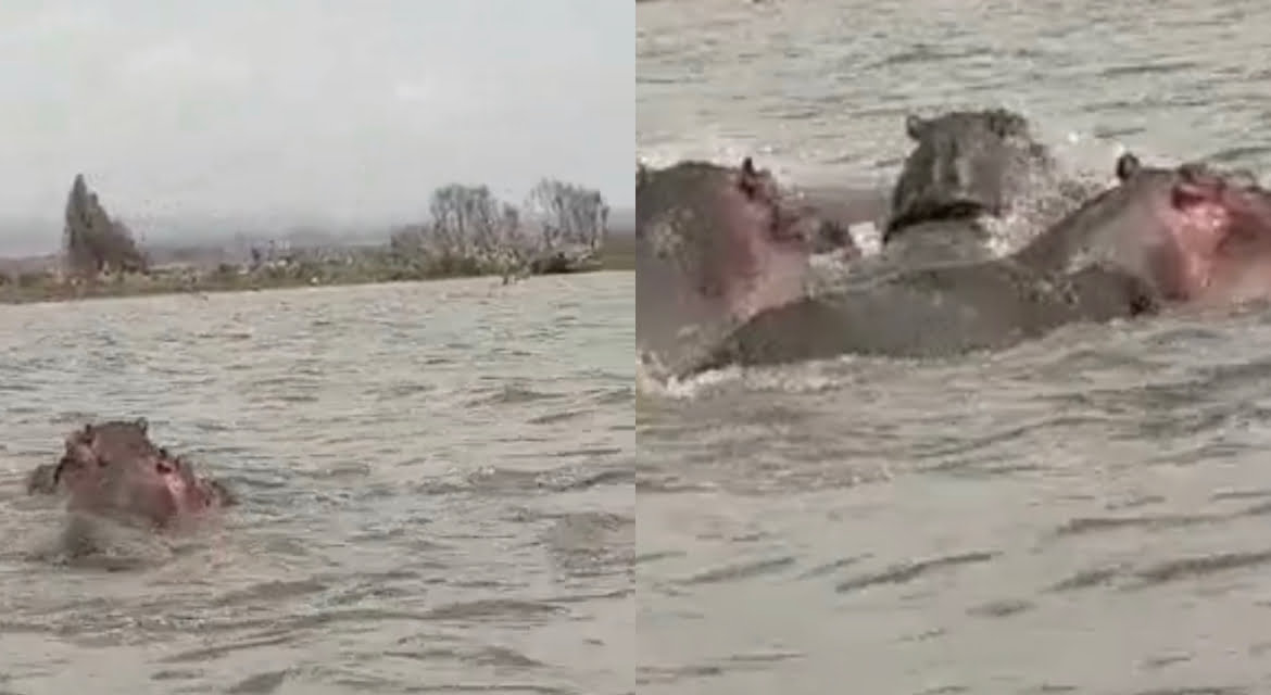 Multiple hippopotamus seen at flood ravaged community in Anambra state