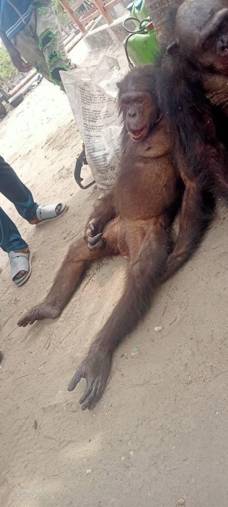 It’s an endangered species - Nigerians blast journalist for killing and eating chimpanzee in Bayelsa [photos]