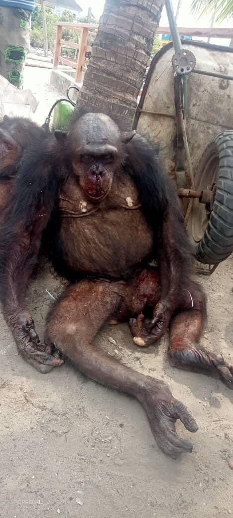 It’s an endangered species - Nigerians blast journalist for killing and eating chimpanzee in Bayelsa [photos]