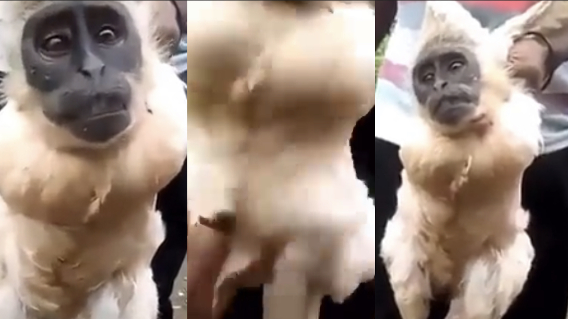 Locals Discover Weird animal with Chicken body and monkey head in Ivory Coast [video]