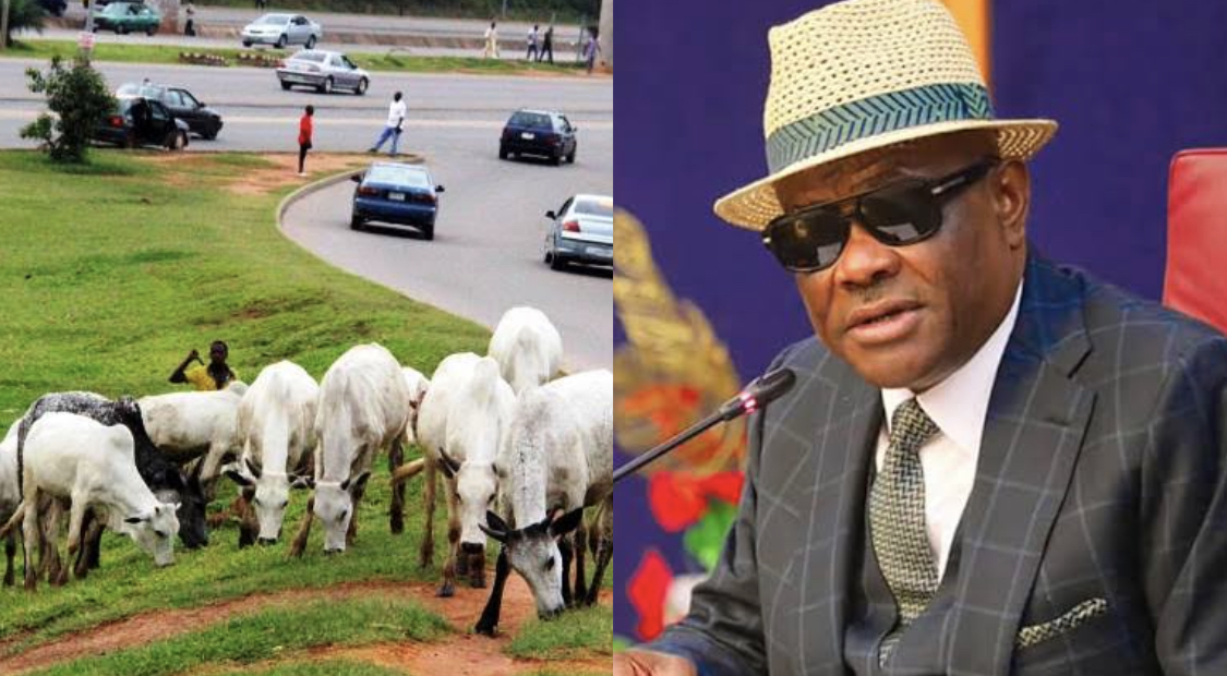 We won’t allow cows in the city – FCT Minister Wike warns [video]