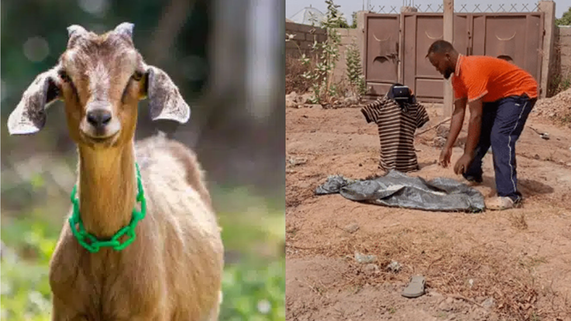 Man uses Bluetooth speaker to chase goats and chickens from his sun-drying spot