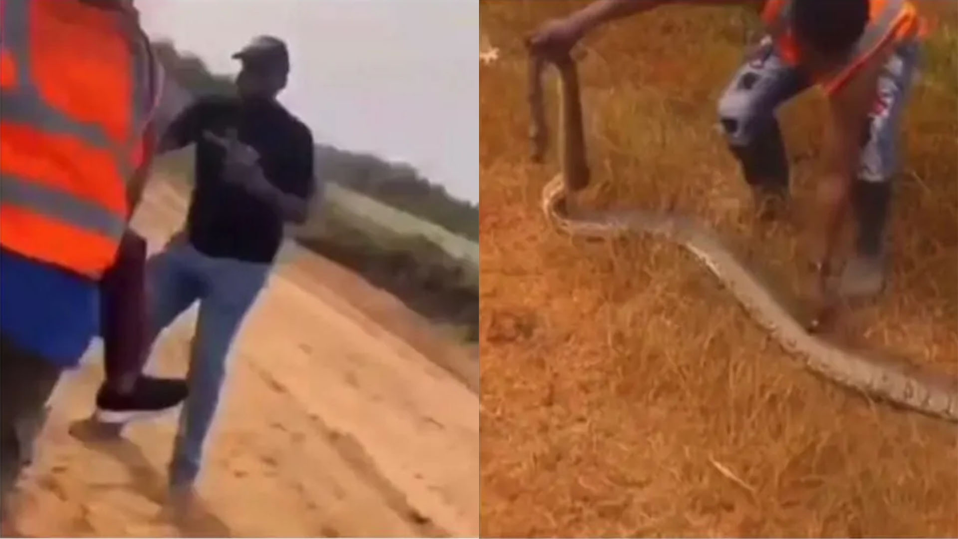 Viral video of realtor bitten by a ‘big snake’ during land inspection