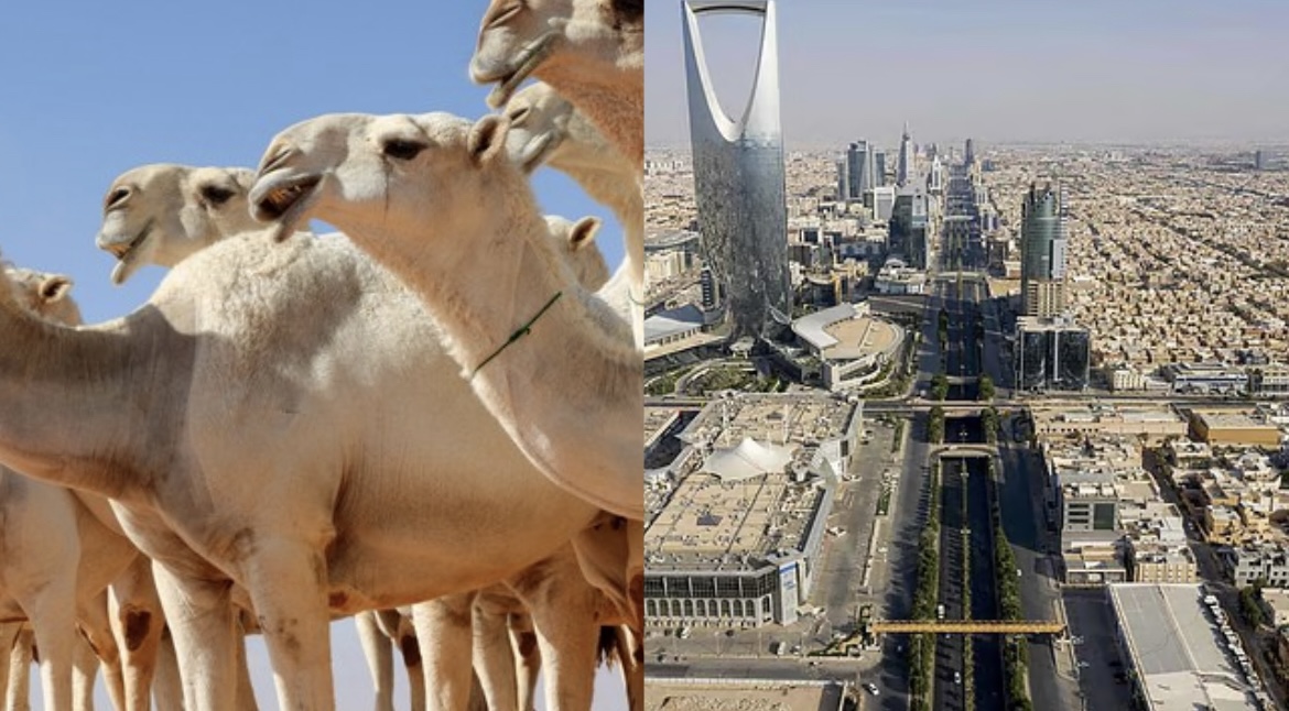 Saudi Arabia to issue passports for camels